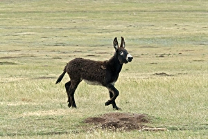 Running Prints: Donkey, Wild Burro feral adult