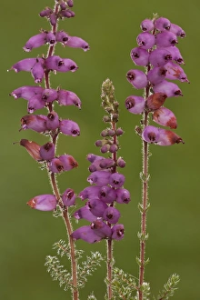 Dorset Heath (Erica ciliaris) flowering, Hartland Moor National Nature Reserve, Dorset, England, august