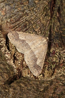 Quercus Prints: Dotted Border Moth (Agriopis marginaria) adult