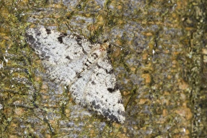 Geometrid Prints: Dotted Carpet (Alcis jubata) adult, resting on bark, Powys, Wales, July