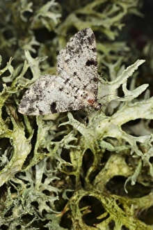Geometrid Prints: Dotted Carpet (Alcis jubata) adult, resting on lichen, Powys, Wales, july