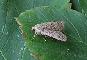 Lepidoptera Prints: Dotted Rustic (Rhyacia simulans) adult, resting on leaf, Norfolk, England, July