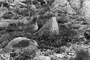 Eric Prints: Dotterel - Braeriach Scotland. Taken in 1940 by Eric Hosking