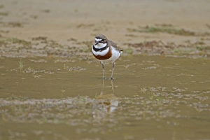 Banded Prints: Double-banded Plover (Charadrius bicinctus) adult