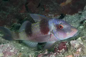 West Papua Prints: Double-bar Goatfish (Parupeneus bifasciatus) adult