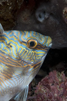West Papua Prints: Double-barred Rabbitfish (Siganus virgatus) adult