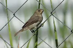 Thraupidae Prints: Double-collared Seedeater (Sporophila caerulescens) adult female