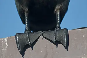 Details Prints: Double-crested Cormorant (Phalacrocorax auritus) adult