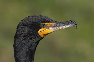 Double-crested Cormorant (Phalacrocorax auritus) adult, close-up of head, Everglades N. P. Florida, U. S. A