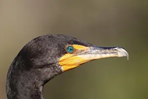 Double-crested Cormorant (Phalacrocorax auritus) adult, non-breeding plumage, close up of head, Everglades, Florida