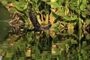 Double-crested Cormorant (Phalacrocorax auritus) adult, non-breeding plumage, in flight over water