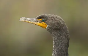 Bill Prints: Double-crested Cormorant (Phalacrocorax auritus) juvenile