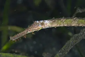 Double-ended Pipefish (Syngnathoides biaculeatus) adult, close-up of head, in seagrass, Lembeh Straits, Sulawesi