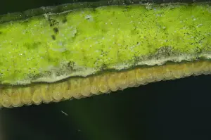 Double-ended Pipefish (Syngnathoides biaculeatus) adult male, close-up of eggs in brood pouch on abdomen