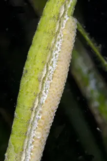 Double-ended Pipefish (Syngnathoides biaculeatus) adult male, close-up of eggs in brood pouch on abdomen