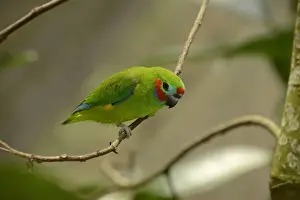 Double-eyed Fig-parrot (Cyclopsitta diophthalma) adult, perched on twig, Queensland, Australia, November