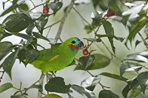 Parrot Prints: Double-eyed Fig-parrot (Cyclopsitta diophthalma macleayana) adult male