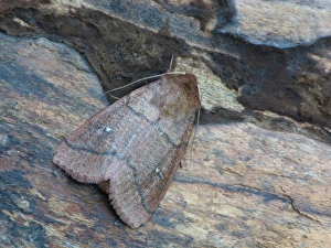 Piedmont Prints: Double Line Moth (Mythimna turca) adult