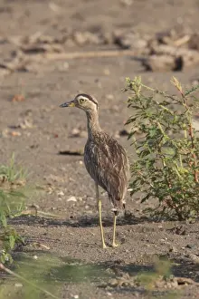 River Bank Prints: Double-striped Thick-knee (Burhinus bistriatus) adult