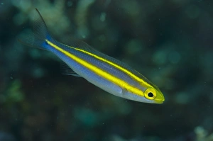Indopacific Prints: Double Whiptail (Pentapodus emeryii) juvenile