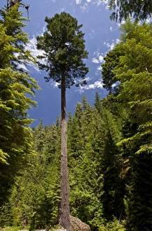 Oregon Prints: Douglas Fir (Pseudotsuga menziesii) habit