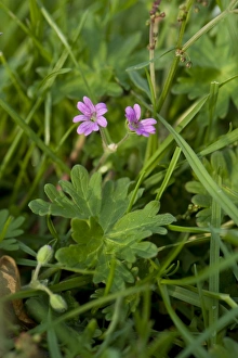 Leaves Prints: Dove s-foot cranesbill, Geranium molle, pink flowers and leaves