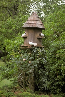 Dove Prints: Dovecote with white doves in garden, Surrey, England, summer