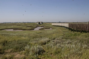 Gulls Prints: Doveys Hide on Havergate Island, Suffolk