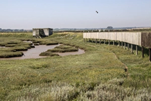 Doveys Hide on Havergate Island, Suffolk. Some Lr Black backed Gulls on screen which stops birds on the Marsh see