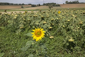 Centre Prints: Downward facing over ripe sunflowers heads
