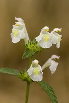 Lamiaceae Prints: Downy Hemp-nettle (Galeopsis segetum) close-up of flowers, France, August