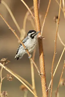 Downy Woodpecker (Picoides pubescens) adult female, foraging on stems, Bosque del Apache National Wildlife Refuge, New Mexico, U. S. A. december