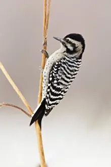 Downy Woodpecker (Picoides pubescens) adult female, foraging on stems, Bosque del Apache National Wildlife Refuge, New Mexico, U. S. A. december