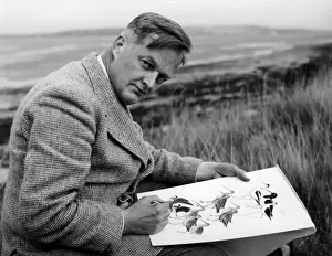 Waders Prints: Dr Roger Tory Peterson painting one of the wader plates for A field Guide to the Birds of Britain