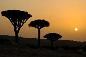Sun Set Prints: Dragon-blood Tree (Dracaena cinnabari) habit, silhouetted at sunset, Socotra, Yemen, april