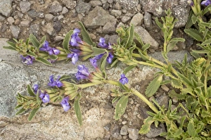 Middle East Prints: Dragon Head (Lallemantia canescens) flowering