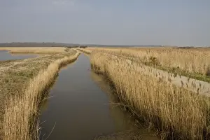 Drainage Prints: A drainage dyke lined with common reed at RSPB Minsmere looking north to Dunwich by the scrape walk