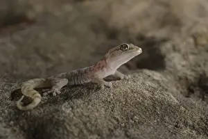 Drakensberg Prints: Drakensberg Rock Gecko (Afroedura nivaria) subadult