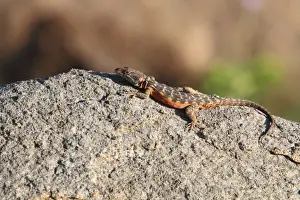 Sunning Prints: Drakensburg Crag Lizard (Pseudocordylus melanotus) adult