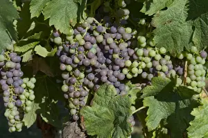 Spray Prints: Dried deposit of sprayed fungicide on bunches of fruit and on the leaves of a grapevine