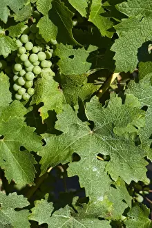 Spray Prints: Dried deposit of sprayed fungicide on the leaves of a grapevine with maturing fruit
