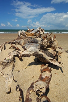 Drift Prints: Driftwood on sandy beach, Gower Peninsula, Glamorgan, Wales, july