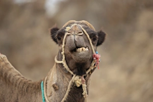 Teeth Prints: Dromedary Camel (Camelus dromedarius) adult
