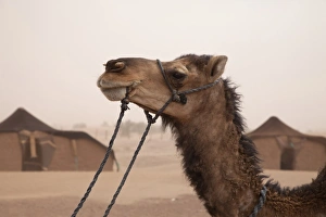 Camel Prints: Dromedary Camel (Camelus dromedarius) adult