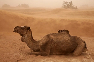 Dromedary Camel (Camelus dromedarius) adult, resting on desert sand dune during sandstorm, Sahara, Morocco, may