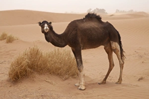 Dromedary Camel (Camelus dromedarius) adult, standing on desert sand dune, Sahara, Morocco, may