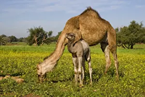 Camel Prints: Dromedary Camel (Camelus dromedarius) adult female with young