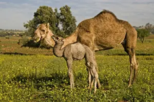 Dromedary Camel (Camelus dromedarius) adult female with young, feeding, standing amongst wildflowers, near Essaouira, Morocco, february