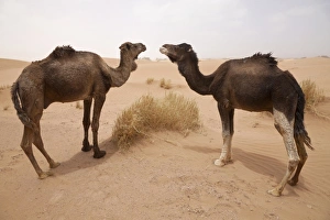 Camel Prints: Dromedary Camel (Camelus dromedarius) two adults