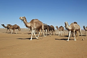 Dromedary Camel (Camelus dromedarius) adults, herd walking in desert, Erg Chebbi, Morocco, february